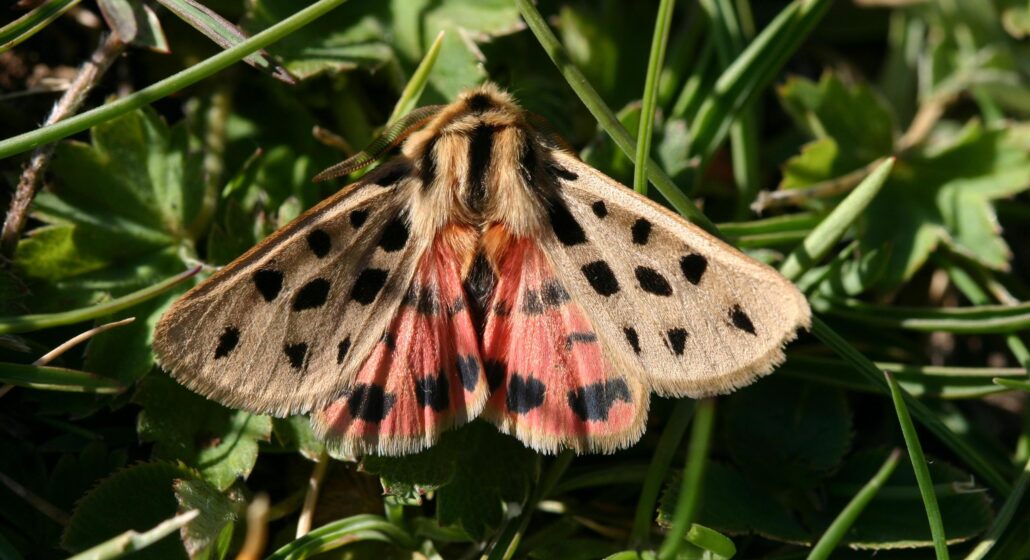 Le monde de la nuit_Tournon